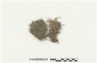 藏品(雙齒護蒴蘚)的圖片